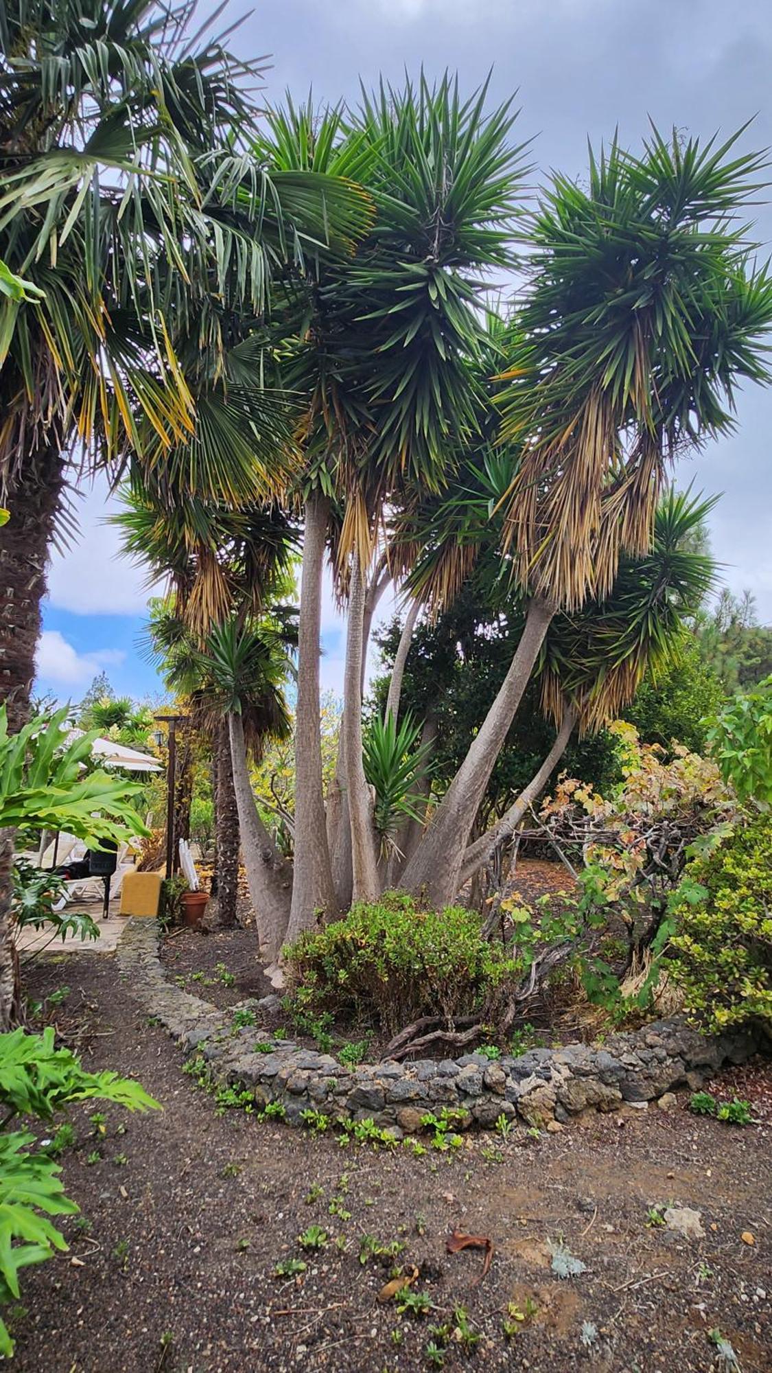 伊科德·德·洛斯·维诺斯Oasis Hill Botanical Garden别墅 外观 照片
