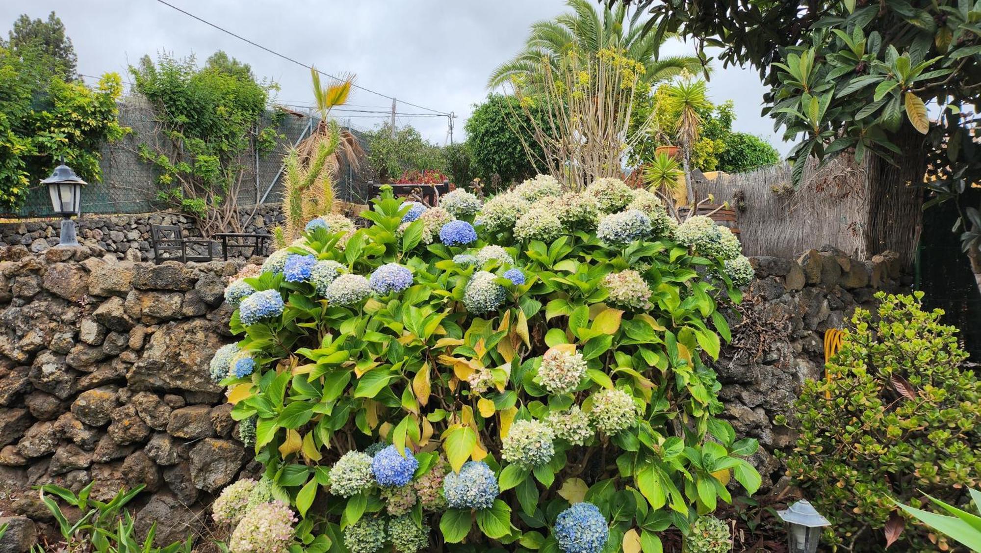 伊科德·德·洛斯·维诺斯Oasis Hill Botanical Garden别墅 外观 照片