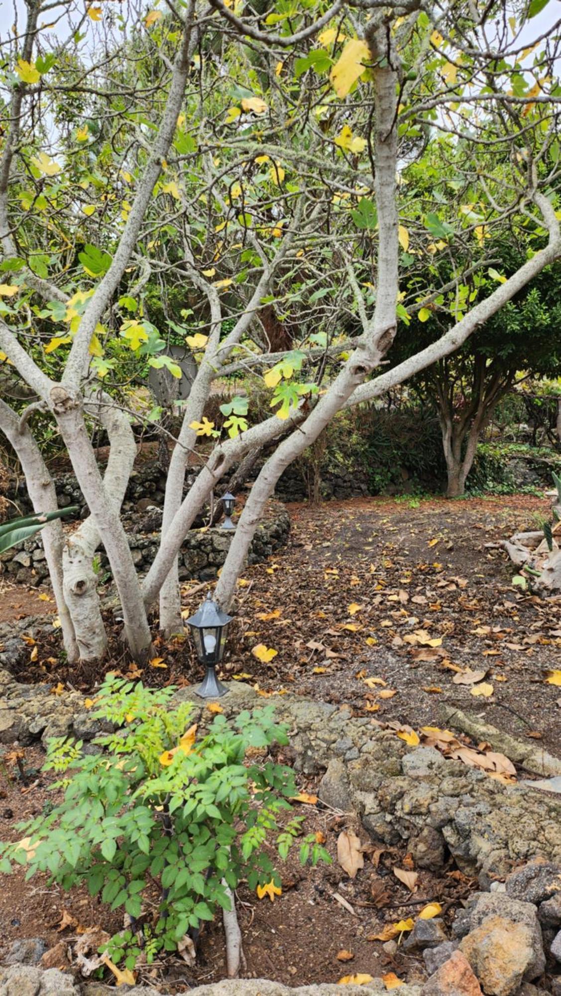 伊科德·德·洛斯·维诺斯Oasis Hill Botanical Garden别墅 外观 照片