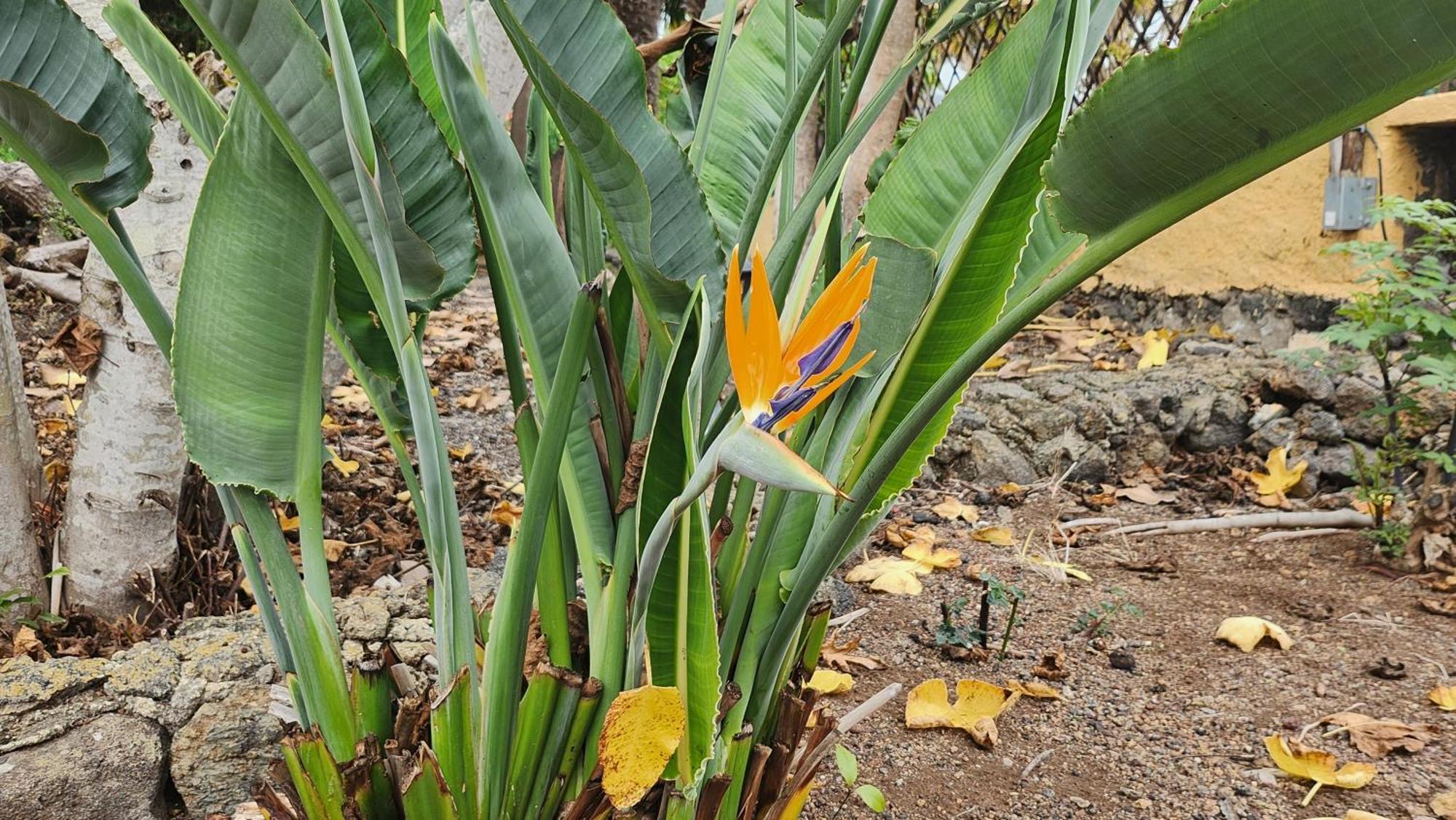 伊科德·德·洛斯·维诺斯Oasis Hill Botanical Garden别墅 外观 照片