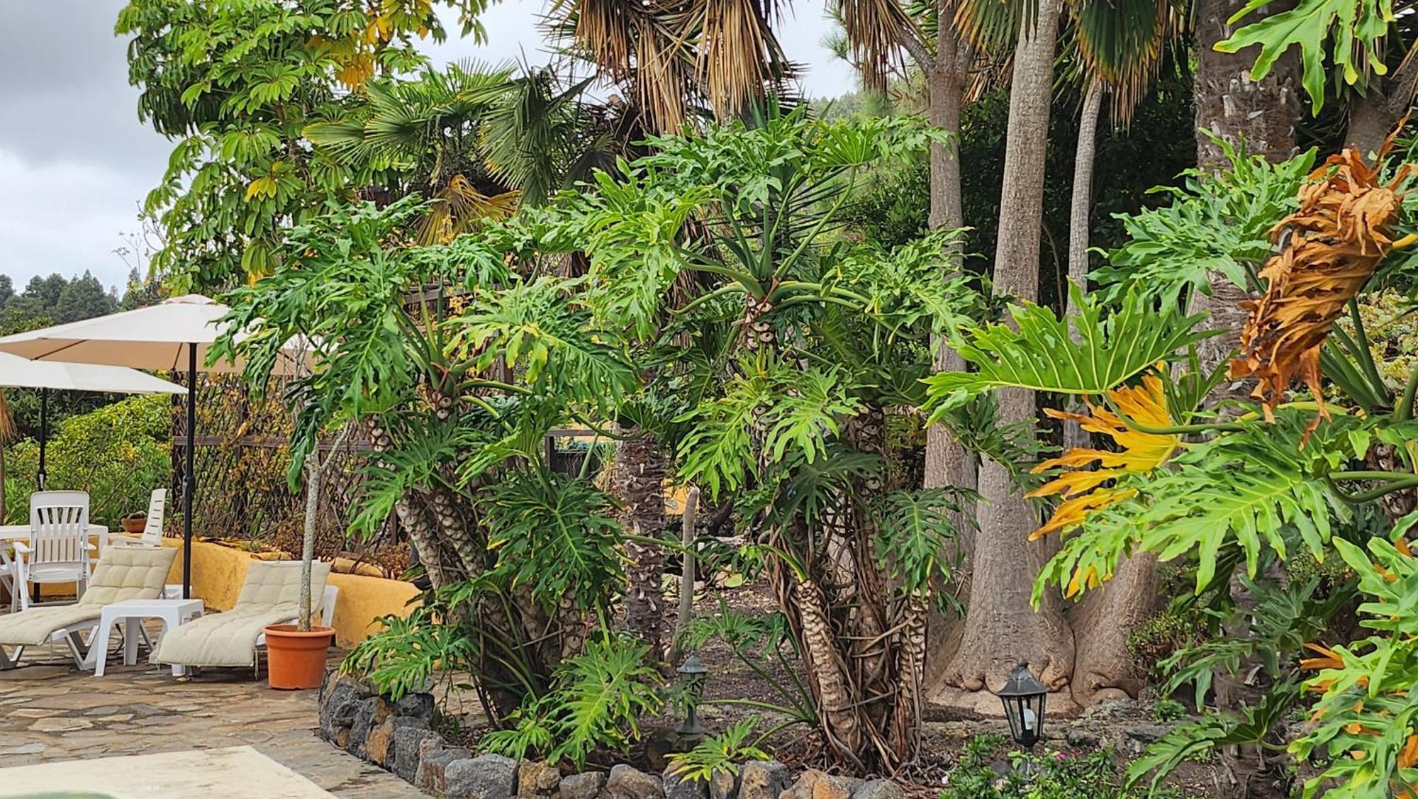 伊科德·德·洛斯·维诺斯Oasis Hill Botanical Garden别墅 外观 照片
