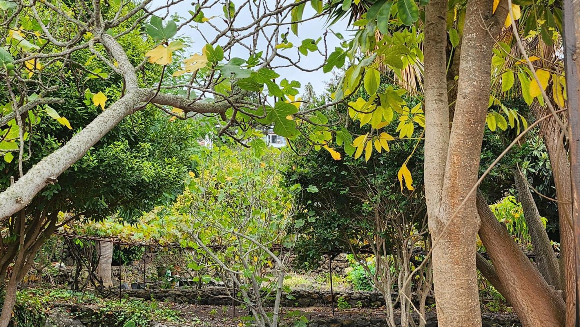 伊科德·德·洛斯·维诺斯Oasis Hill Botanical Garden别墅 外观 照片