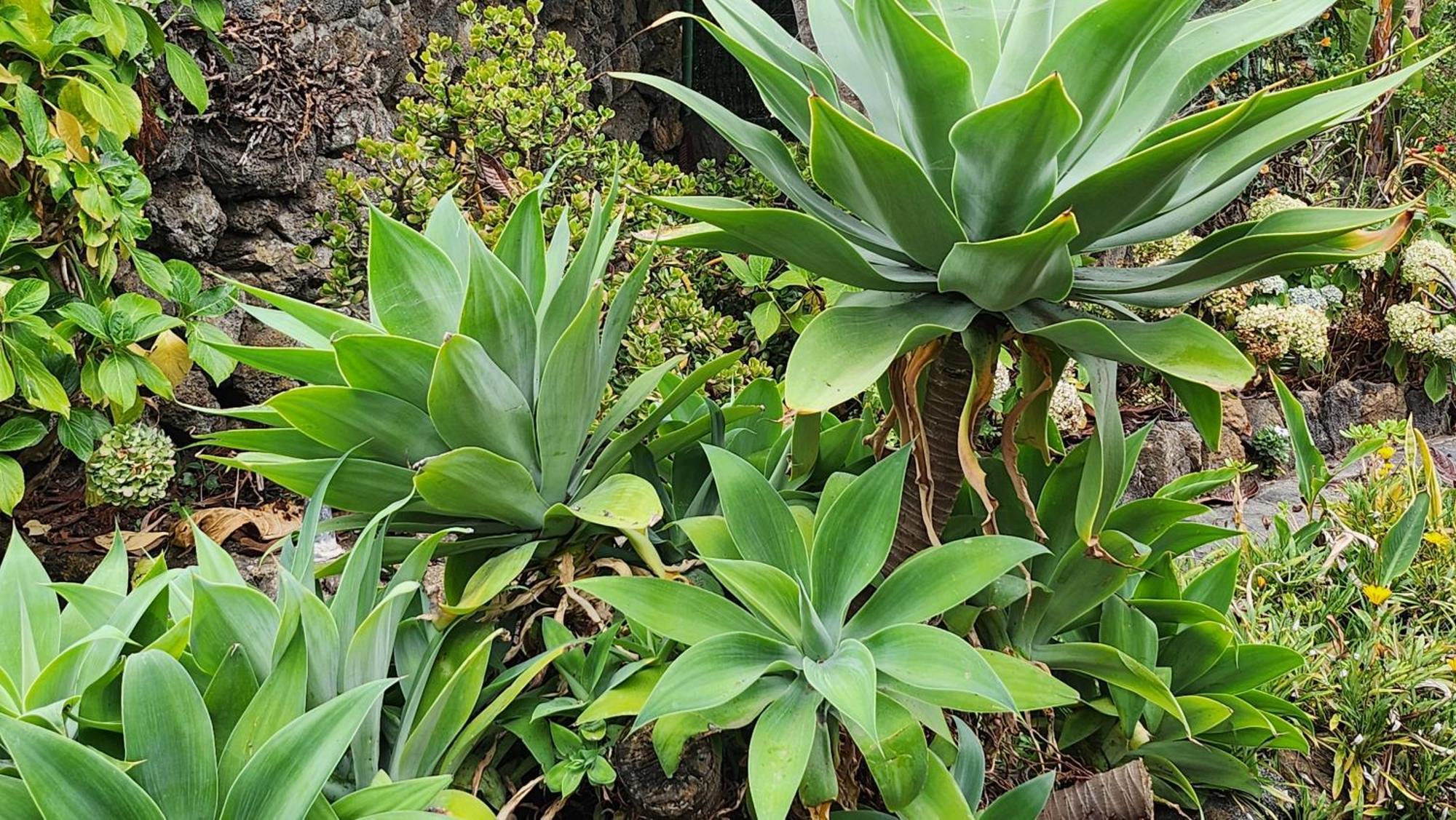 伊科德·德·洛斯·维诺斯Oasis Hill Botanical Garden别墅 外观 照片
