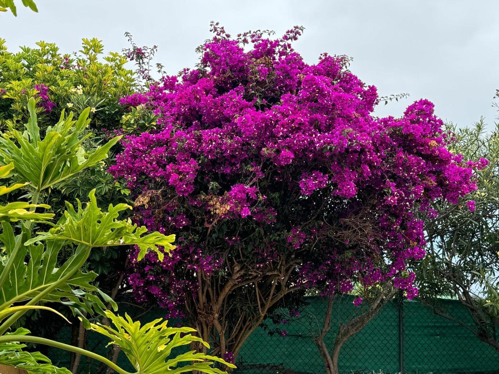 伊科德·德·洛斯·维诺斯Oasis Hill Botanical Garden别墅 外观 照片