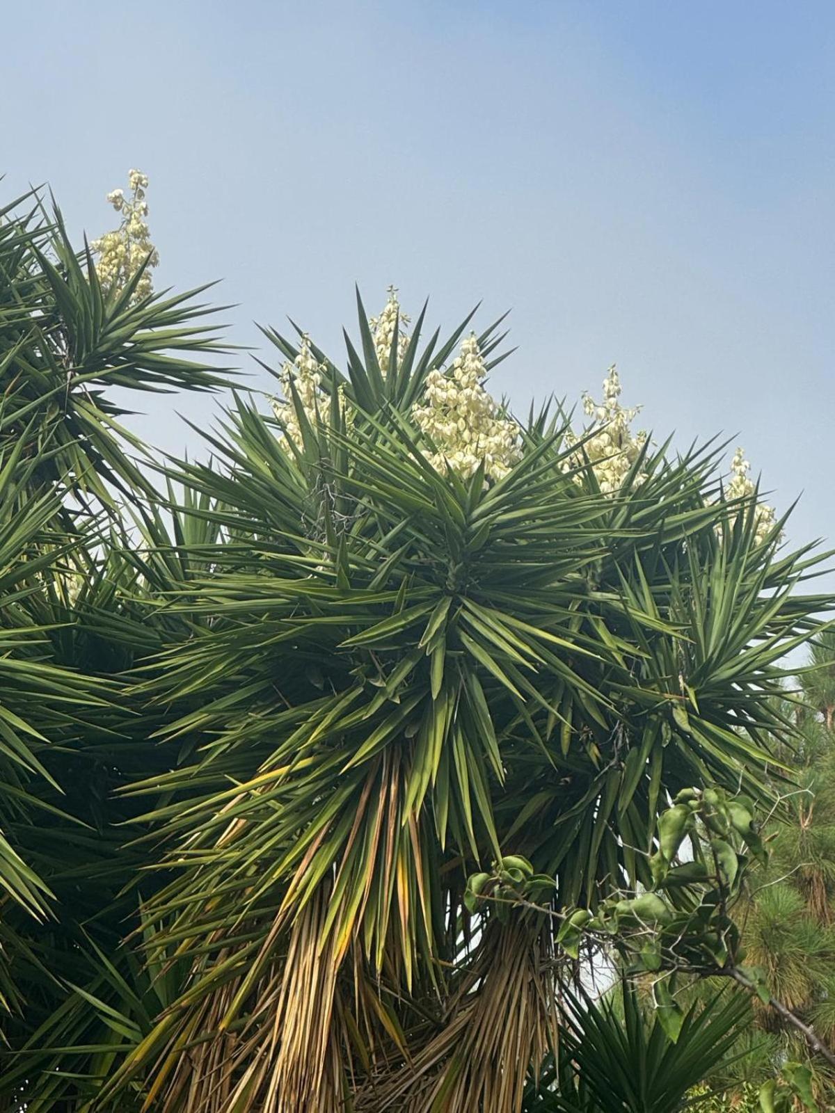 伊科德·德·洛斯·维诺斯Oasis Hill Botanical Garden别墅 外观 照片