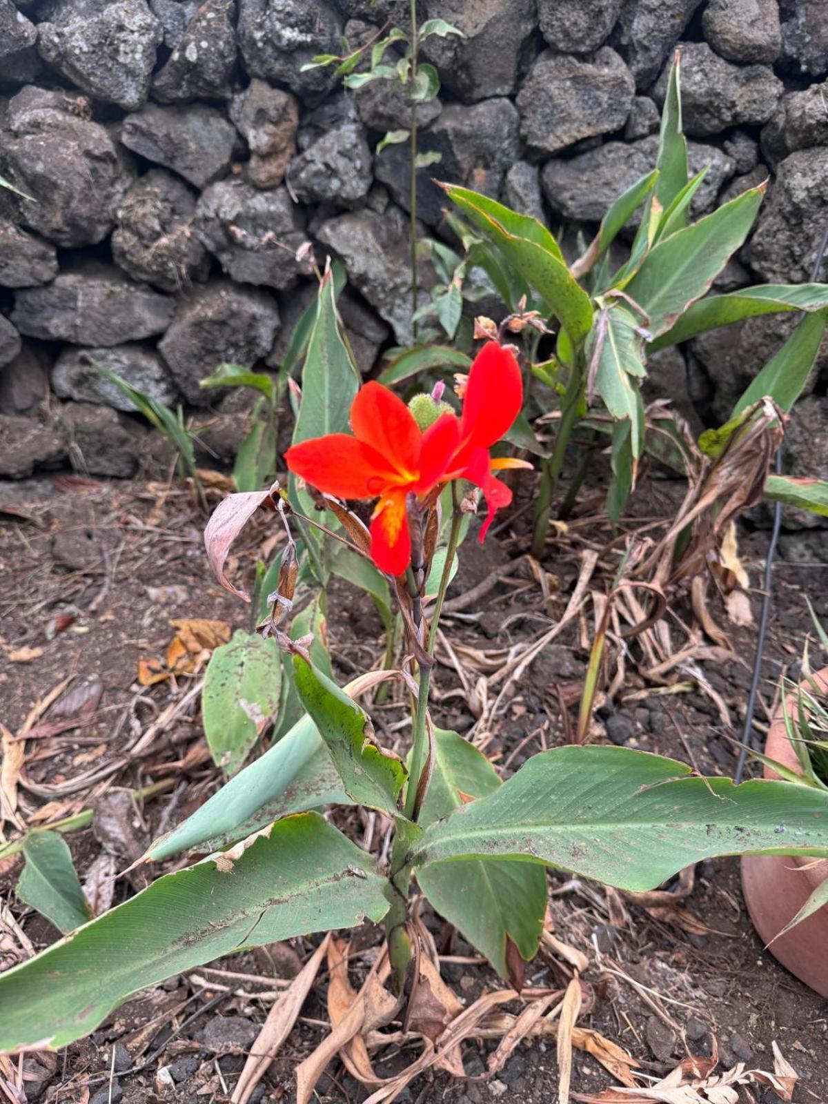 伊科德·德·洛斯·维诺斯Oasis Hill Botanical Garden别墅 外观 照片