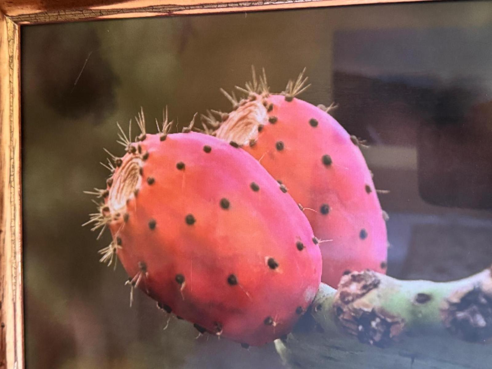 伊科德·德·洛斯·维诺斯Oasis Hill Botanical Garden别墅 外观 照片